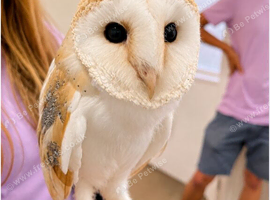 Barn Owl for sale