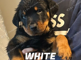 9 CHUNKY ROTTWEILER PUPPIES