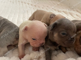Lilac/cream,platinum & fawn frenchie puppies