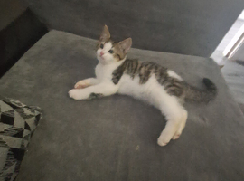 Kitten