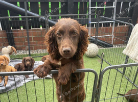 Cocker spaniel Puppies