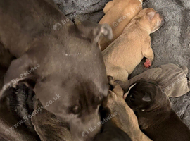Cane corso x American bulldog