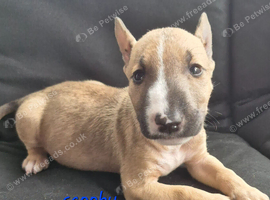 English Bull Terriers - 1 last boy left