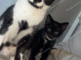 Boy tuxedo cat