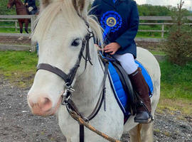 12.2/3H - 4Yo - Blagdon Cob - Gelding - Potential Kids Pony