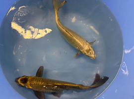English bred koi carp