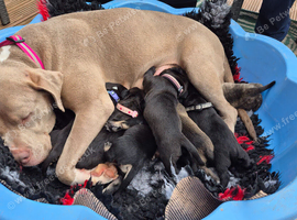 3 beautiful mastiff mix pups