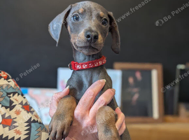 doberman puppies ready to go