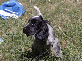KC Registered Show Type Cocker Spaniel Puppies