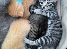 BEAUTIFUL KITTENS TO RESERVE