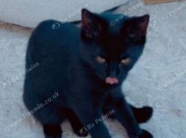 Gorgeous girl cat