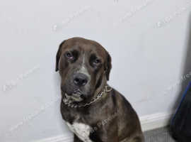 Mixed Breed stud
