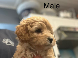 Gorgeous Boys - Maltipoo Ready Now
