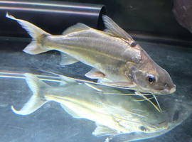 2 Four Lined Pimelodus
