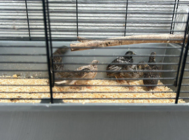 7x Chinese painted button quail