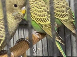 Black faced budgies