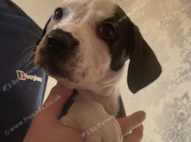 2  Staffy x pups