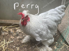 4 lovely cockerels need rehoming ! Read desc