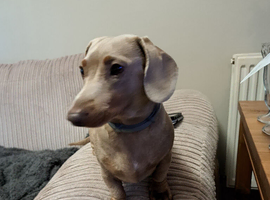 Isabella and tan miniature dachshund