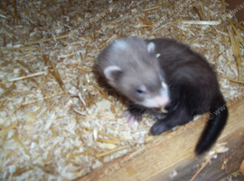 pollcat ferrets