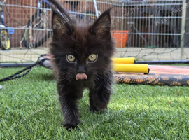 Black Male Maine Coon Kitten