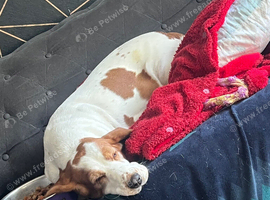 4 year old basset hound dog