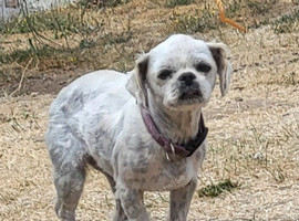 Shih tzu
