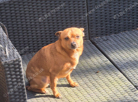 Chihuahua   male 6 years old