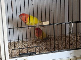 Proven pair lutino love birds
