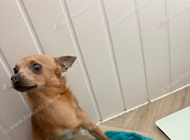 Good home wanted for 1 year old chihuahua