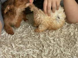 Cockapoo looking for a family