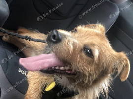 Male Jack Russel Terrier 2 years old
