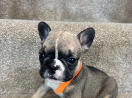 6 French bulldog puppies for sale