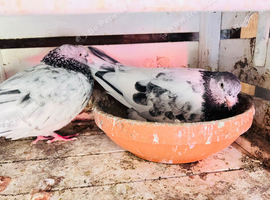 Pakistani High Flyer with Eggs (Collect)