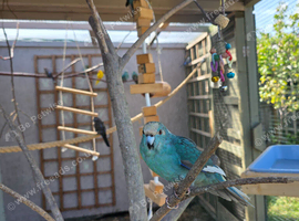 Young Kakariki bourkes and budgies