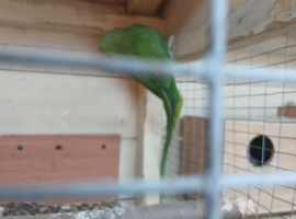 Ringneck complete with large cage