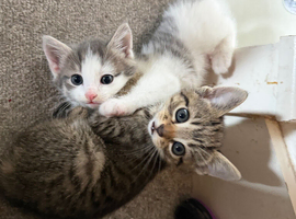 beautiful 9 week old short haired mixed kitten female available