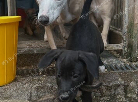Beddie x whippet 1st cross