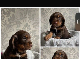 Gorgeous cocker spaniel pups