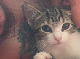 2 female cats must go to loving home
