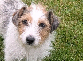 Jack Russell terrier