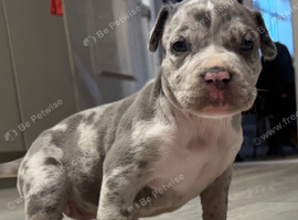 Pocket Bullyz puppy available aswell