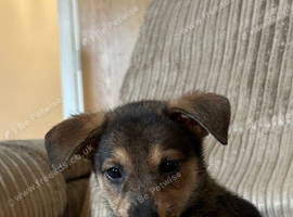 10 beautiful lurcher puppies