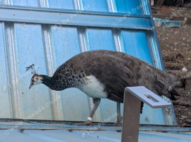 1 year old peahen