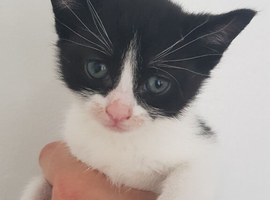 5‑week‑old boy kitten ready for reservation