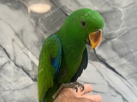 Ready Now HandReared Friendly Tame Male Eclectus Parrot,19