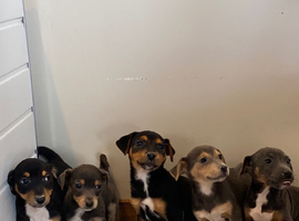 Jack Russell puppies ready for there new homes