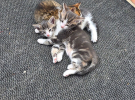 3 beautuful boys for sale