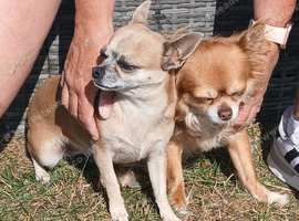 Chihuahua for sale