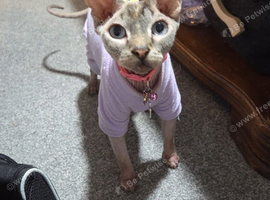Sphynx cat